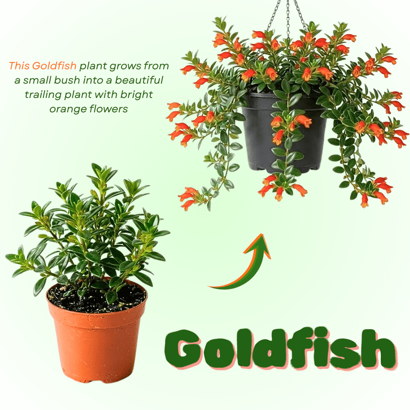 Orange Goldfish Plants Live 4-7" Tall in 4" Pot, Goldfish Plants Live Houseplants, Orange Flowering Trailing Plant for Indoor Planting