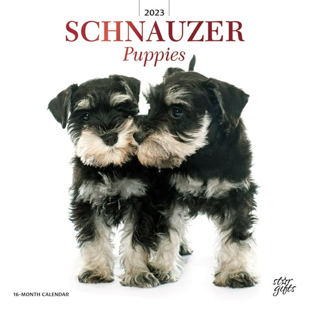 Schnauzer Puppies | 2023 12x24" Wall Calendar with Stickers | StarGifts