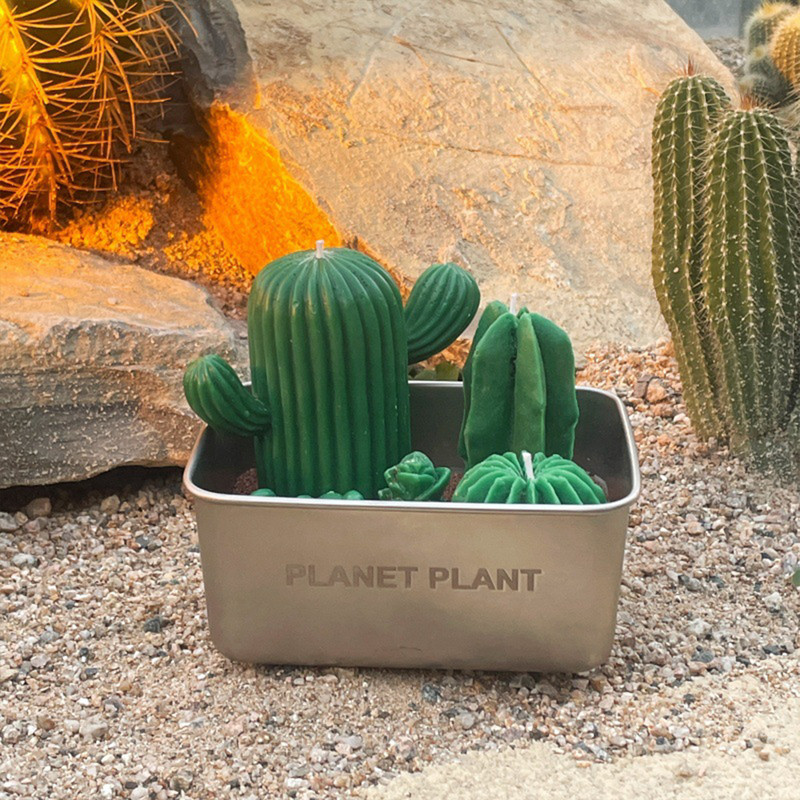Realistic Cactus Scented Candle Gift with 4 Wick Design in Metal Base – Decorative Green Succulent Candle with Sand-Like Detail in Gift Box – Perfect for Holidays, Birthdays, Anniversaries & More