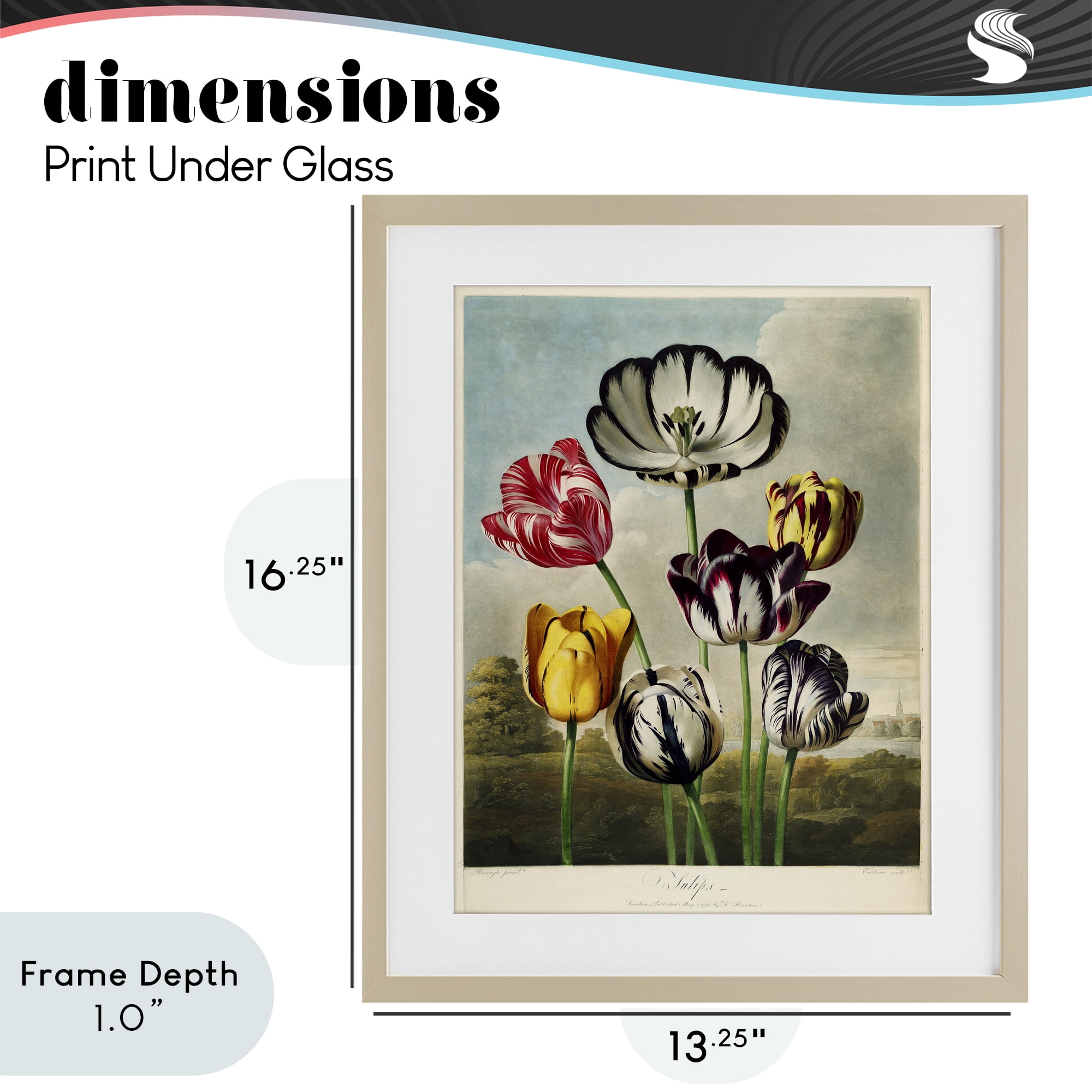 Stupell Industries Tulips From The Temple Birch Framed Print Under Glass, design by Print Collection