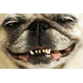 thumbnail image 2 of Up Smiling Pug Wall Mural Decal by Wallmonkeys Vinyl Peel and Stick Graphic (48 in W x 32 in H), 2 of 4