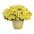 thumbnail image 5 of Proven Winners 4" Yellow Supertunia Saffron Finch Petunia Live Plant in 4.25" Pot (4 Count), 5 of 8