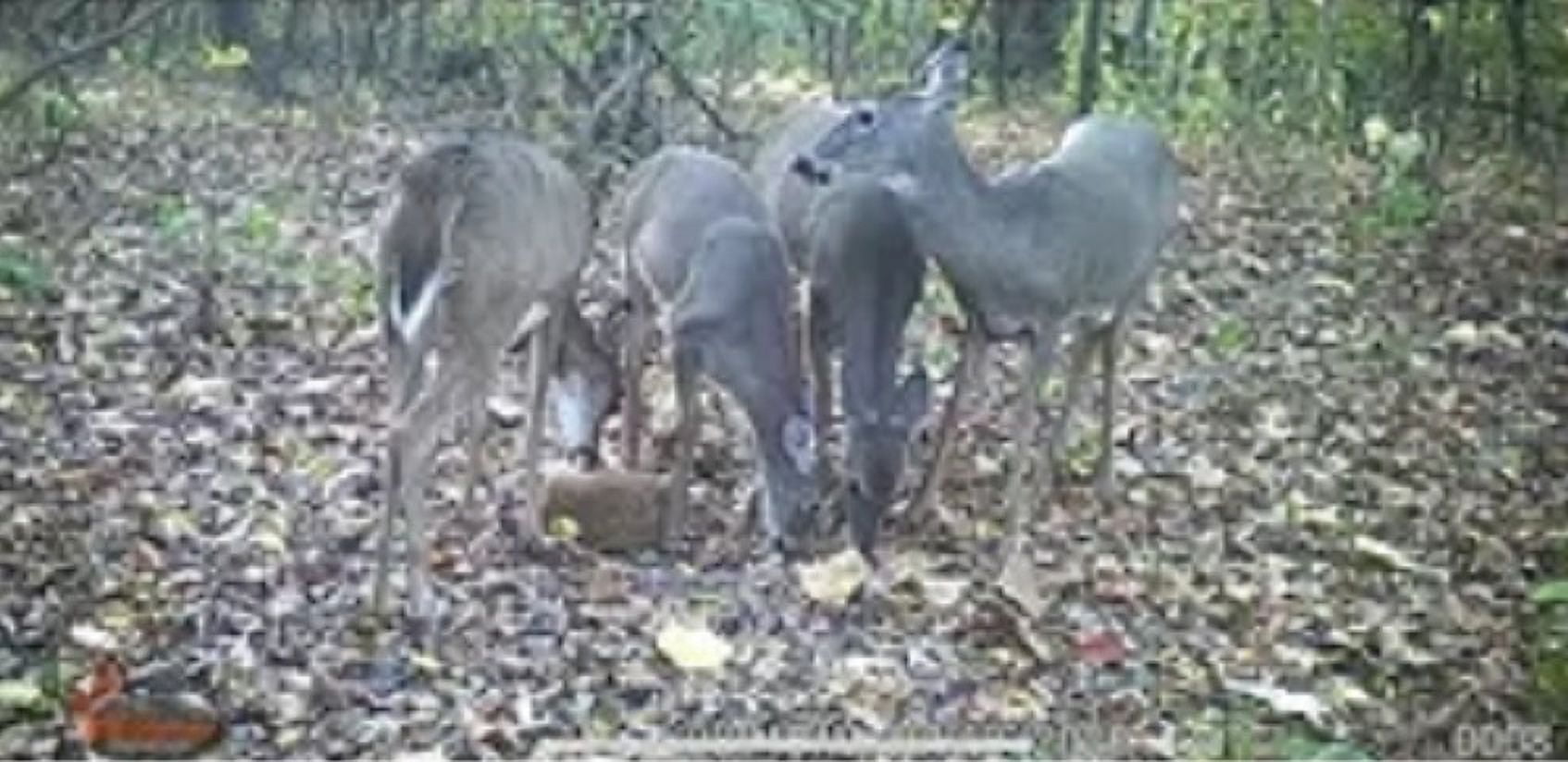 Manna Pro Extreme Acorn Deer Block 20lb