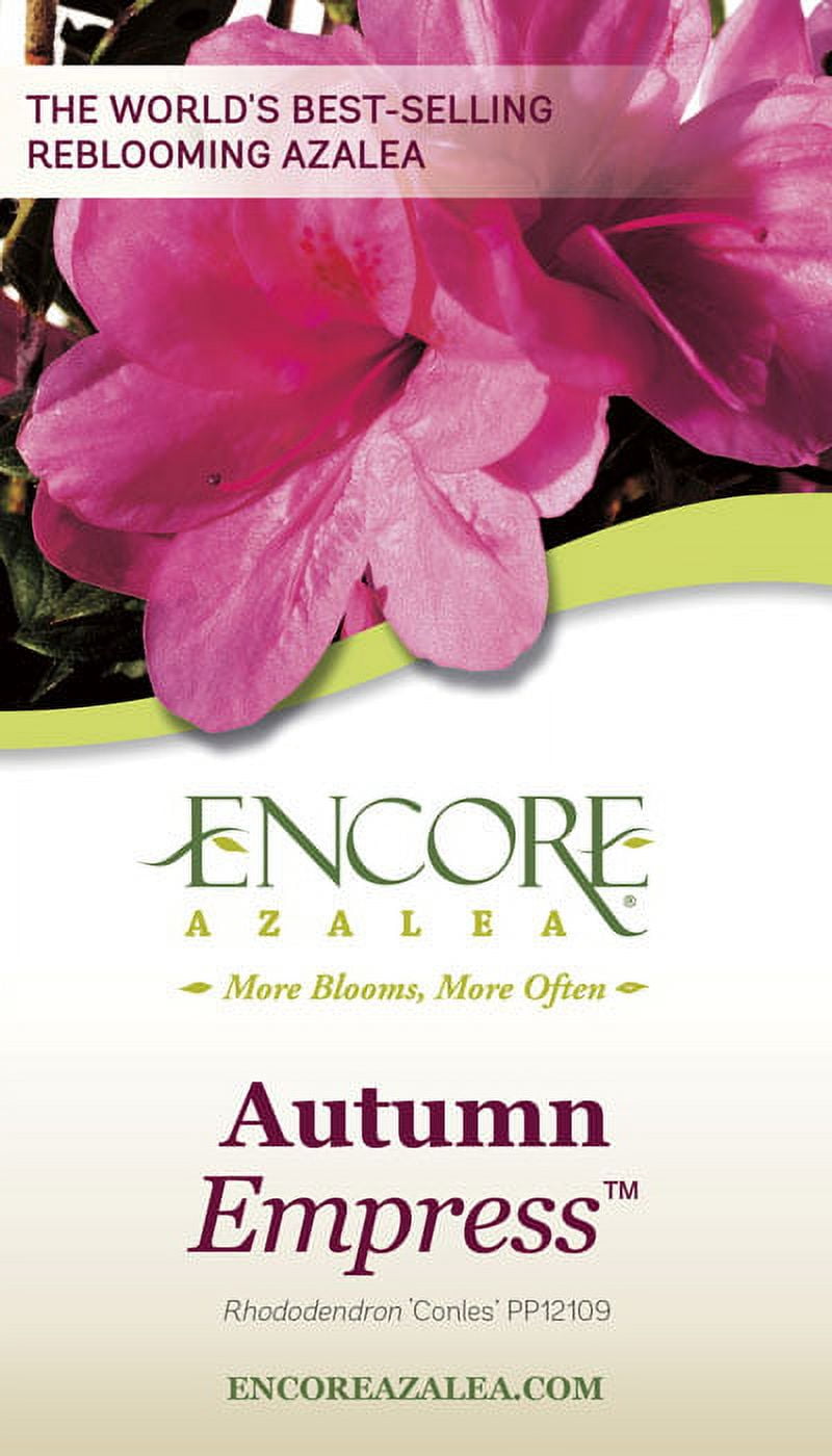 Encore Azalea Autumn Empress (3 Gallon) Pink Flowering Shrub - Full Sun Live Outdoor Plant