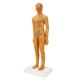 thumbnail image 3 of Modelo femenino de acupuntura de 20,9 pulgadas Modelo de acupuntura del cuerpo humano chino de alta definición transparente para la enseñanza, 3 of 10