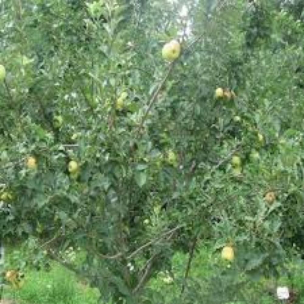 Expert Gardener 3-4 ft tall Golden Dorsett Apple Live Tree in 7-Gallon Grower Pot