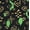 IKAT MRKINGS BLCK SOOT, variant on Women's Button Top with Long Gathered Sleeves, Sizes XS-XXXL