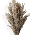 thumbnail image 4 of Dried Floral Arrangement with Pampas Grass and Textured Accents - Beige, 4 of 7