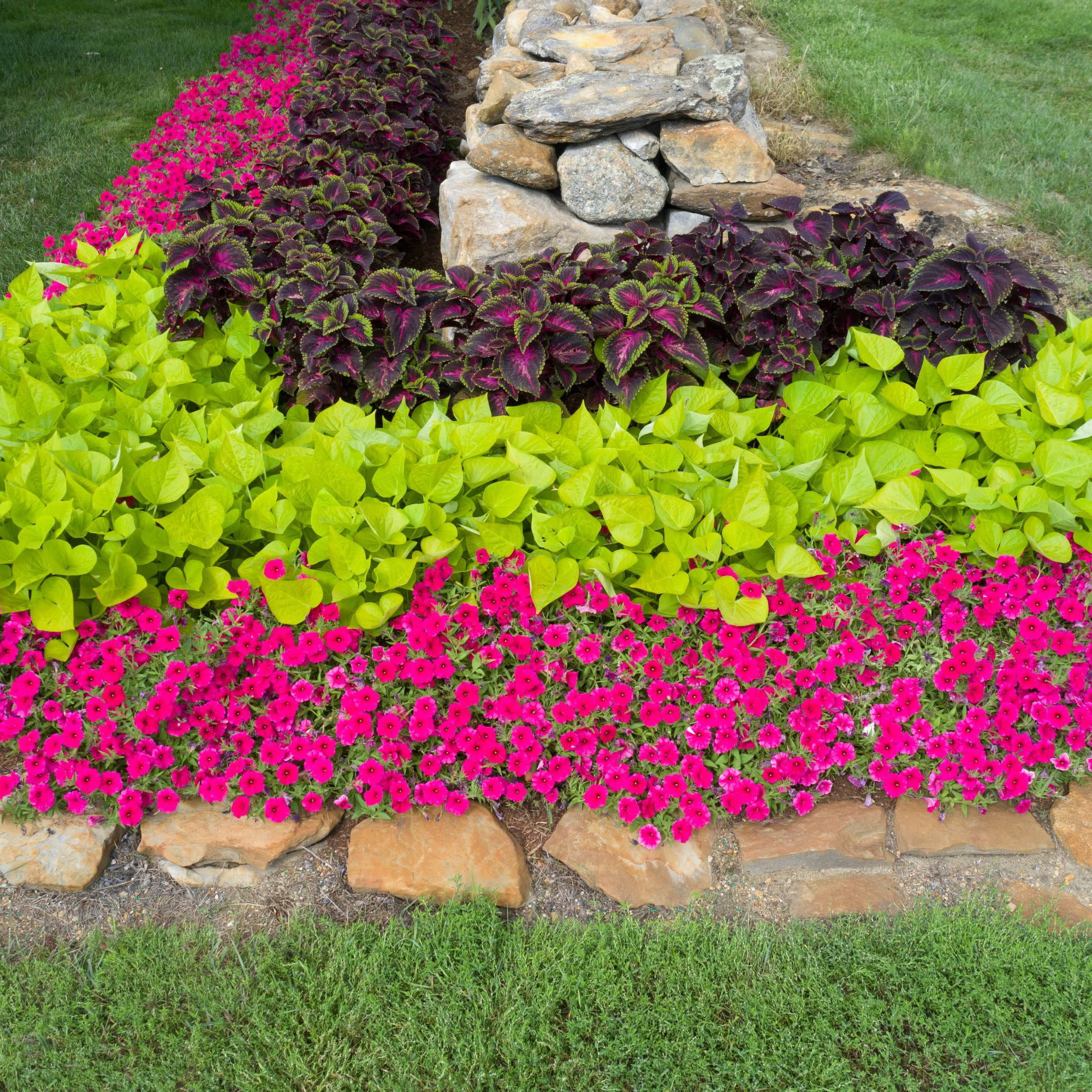 Proven Winners 4" ColorBlaze Torchlight Coleus Live Plant in 4.25" Pot (4 Count)