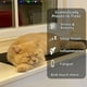 thumbnail image 2 of Alfombrilla Groundpaws para gatos, varios tamaños (25 x 30 cm), 2 of 6