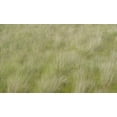 thumbnail image 2 of Gulin, Sylvia 14x10 White Modern Wood Framed Museum Art Print Titled - USA-Washington State-Palouse grasses soft focused near Colfax, 2 of 4