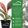 thumbnail image 2 of Ficus Tineke Tree - 4 Live Starter Plants in 2 Inch Pots - Ficus Elastica Tineke - Stunning Easy Care Interior Houseplant, 2 of 6