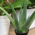thumbnail image 3 of Altman Plants 10" Live Aloe Vera Plant in 3.5" Grower Pot, Easy Care Versatile Succulent, 3 of 11