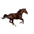 thumbnail image 2 of Gallop H)orse Wall Decal Sticker by Wallmonkeys Vinyl Peel and Stick Graphic (24 in W x 16 in H), 2 of 4