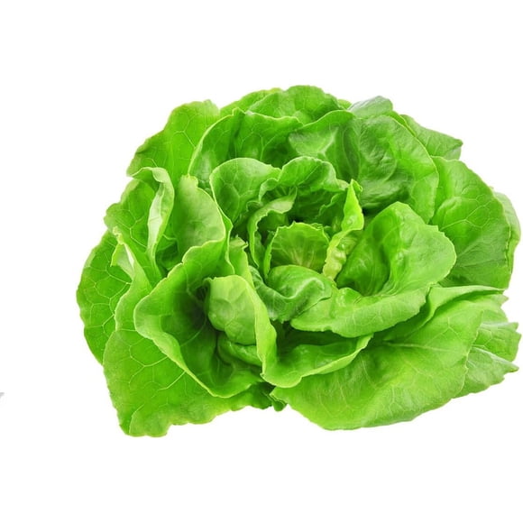 GSDWIUEW Buttercrunch Lettuce Seed for Planting, Butterhead, Boston, Vegetable Seeds, Ideal Seeds for Hydroponic Garden Indoor Premium and Heirloom Butter Lettuce Seeds, 2000pcs (Lactuca Sativa)