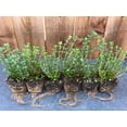 thumbnail image 6 of 3 Live Lemon Thyme Plants (Thymus Citriodorus) – Aromatic Perennial Herb, Thriving in 2.5" Nursery Cubes, 6 of 9