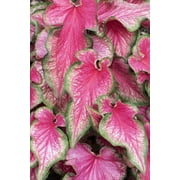 CZ Grain Pinky Swear Caladium Plant Bulbs (6 Count), Fast Grower