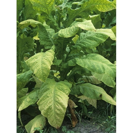 Tobacco Plants at Harvest Time, Nicotiana Tabacum, North Carolina, USA Print Wall Art By David