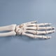 thumbnail image 2 of Modelo de esqueleto de mano humana Modelo de simulación de articulación de mano Suministro educativo, 2 of 6
