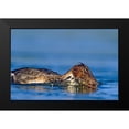 thumbnail image 2 of Fitzharris, Tim 14x11 Black Modern Framed Museum Art Print Titled - Common merganser-Ding Darling National Wildlife Refuge-Florida, 2 of 5