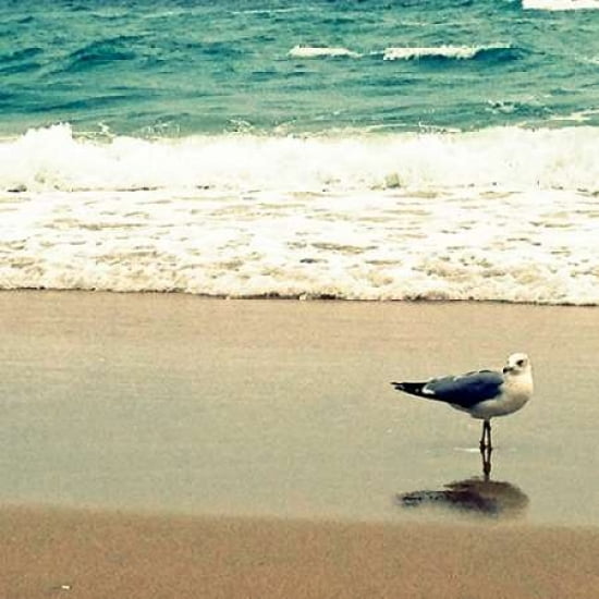 Seagull On Beach Ca