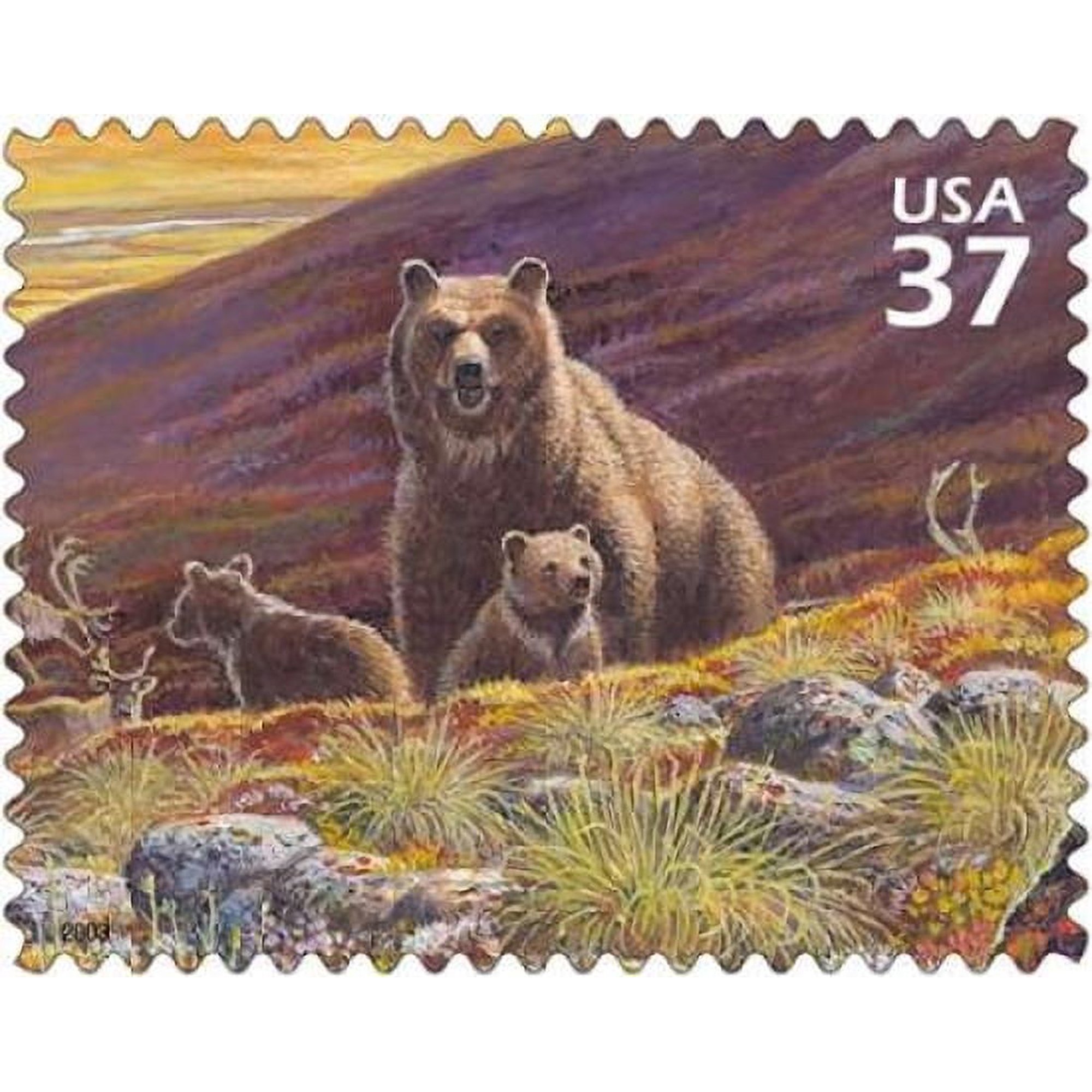Grizzly Bear Canvas Art - US POSTAL SERVICE (24 x 30)