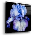 thumbnail image 2 of Epic Art 'Ooh Iris' by Pamela Plummer, Acrylic Glass Wall Art, 36"x36", 2 of 8