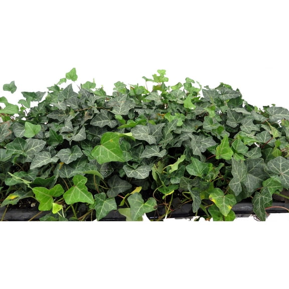 Hirt's Baltic English Ivy 48 Plants - Hardy Groundcover -1 3/4" Pots