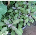 thumbnail image 3 of Purple Sage Herb - Grow Indoors/Out - Live Plant - 3" Pot, 3 of 4