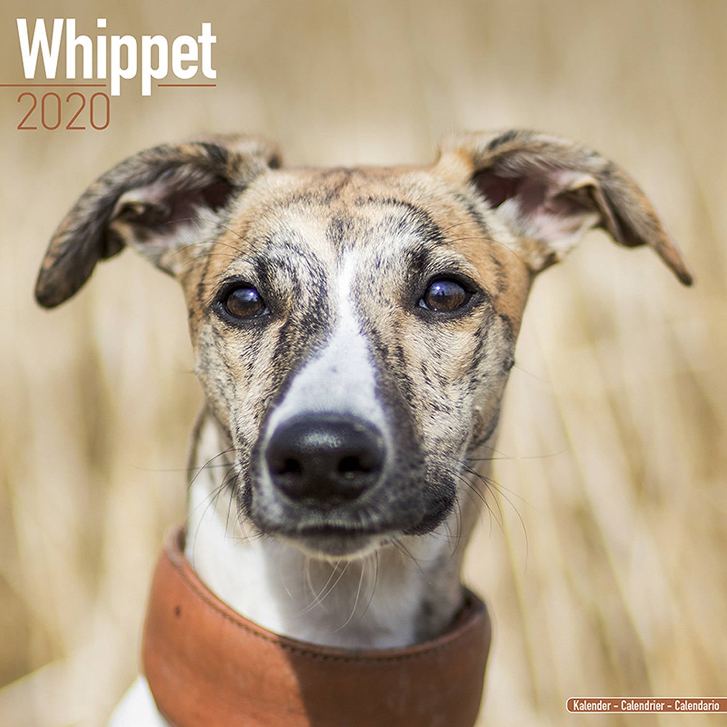 Whippet Calendar 2020 - Whippet Dog Breed Calendar - Whippets Premium