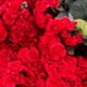 thumbnail image 4 of 6Pcs Geranios Flores realistas con ramas ajustables Geranio de seda de larga duración para interior al aire libre, 4 of 6