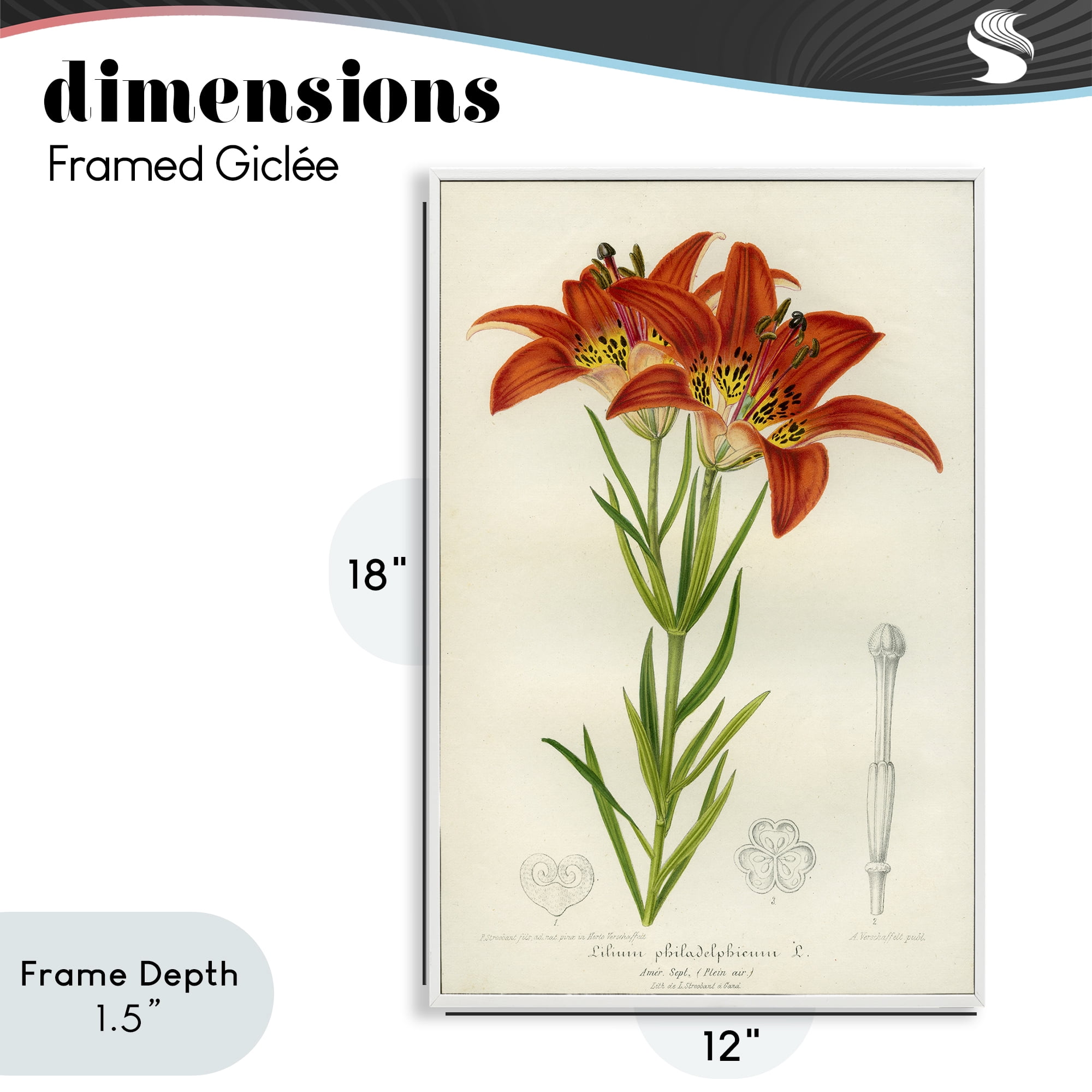 Stupell Industries Western Red Lily White Framed Giclee Art, design by Print Collection