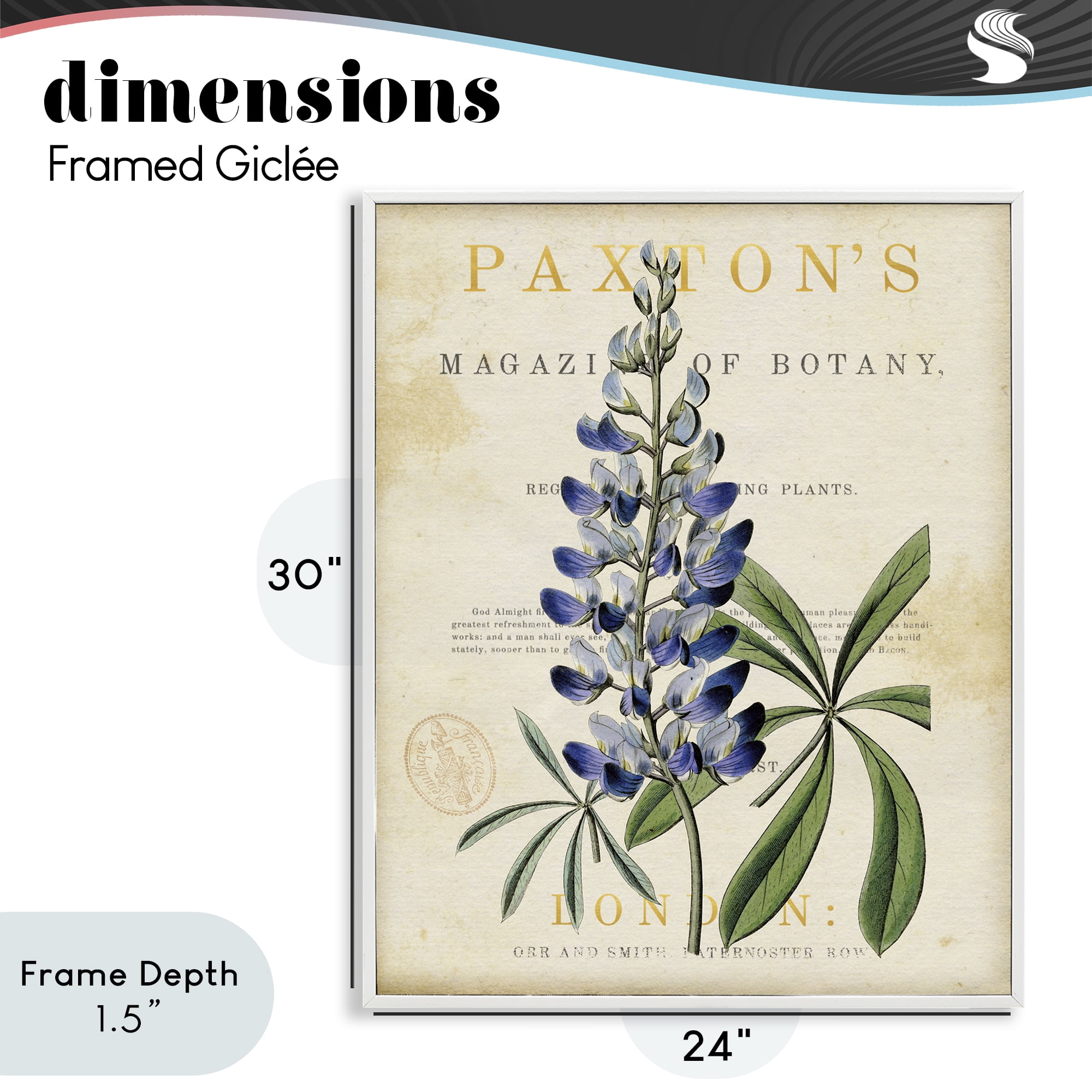 Stupell Industries Natural Botany Lupine White Framed Giclee Art, design by Susan Arnot
