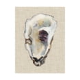 thumbnail image 2 of Trademark Fine Art Michael Willett Oyster Shell Study Iii Canvas Wall Art - 14x19, 2 of 4
