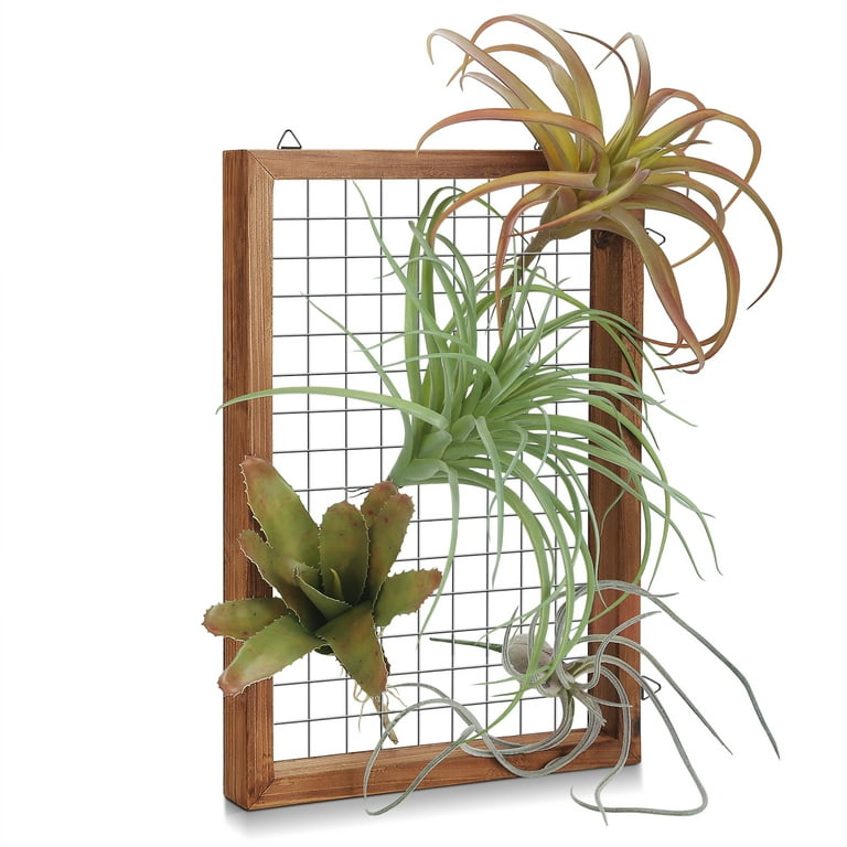 desert house plants Desert Garden Cacti Trio main image 1