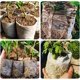 thumbnail image 3 of Biodegradable Non Woven Plant Bags 100PCS 14x16 cm Fabric Seedling Pot Plant Bags Seed Nursery Bags Plant Grow Bags,Non Woven Plant Nursery Bag, 3 of 4
