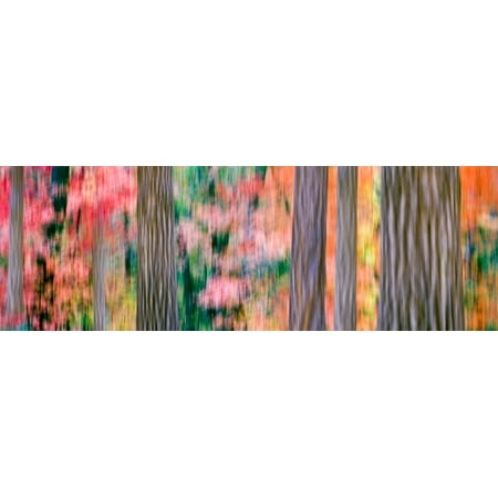 Panning time exposure turns an autumn forest into a colorful abstract 4th of July Canyon Arizona USA Canvas Art - Panoramic Images (6 x