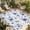 Blue, variant on Brown Red Flowers Outdoor Rug for Patio/Deck/Porch, Non-Slip Large Area Rug 5 x 7 Ft, Rustic Botanical Floral Leaves Plants Indoor Outdoor Rugs Washable Area Rugs, Camping Rug Carpet Runner