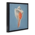 thumbnail image 2 of Stupell Industries Traditional Soft Sea Conch Shell Black Floating Frame Canvas Art, 18 x 18, by Julia Purinton, 2 of 7
