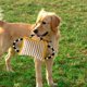 thumbnail image 5 of , con 3 asas, entrenamiento duradero de cachorros para , juego interactivo para 25x20cm Yuyangstore  Almohada de entrenamiento de mordida, 5 of 8