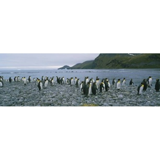 Colony Of King Penguins On The Beach South Georgia Island Antarctica Stretched Canvas Panoramic Images 18 X 6 Walmart Com Walmart Com