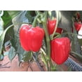 thumbnail image 2 of Seed Kingdom 300 Sweet Pepper Big Red Great Heirloom Plant Seeds, 2 of 2