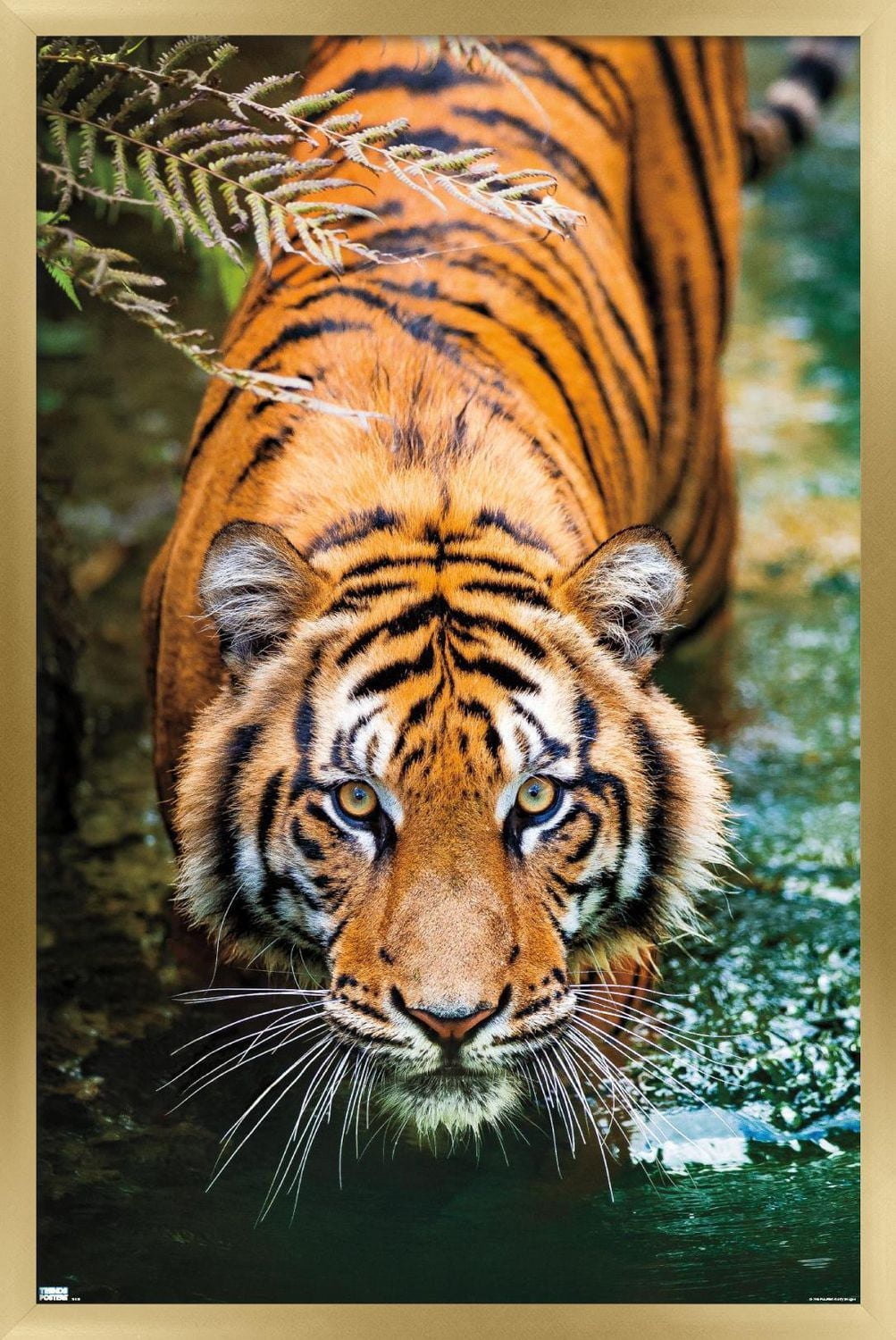 Tiger - Water Wall Poster, 22.375" x 34" Framed