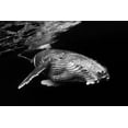 thumbnail image 2 of Gabriel, Barathieu 24x17 Black Ornate Wood Framed with Double Matting Museum Art Print Titled - Humpback Whale Calf, 2 of 4