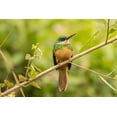 thumbnail image 2 of Jaynes Gallery 24x17 Black Ornate Wood Framed with Double Matting Museum Art Print Titled - Brazil-Pantanal Rufous-tailed jacamar bird close-up, 2 of 4