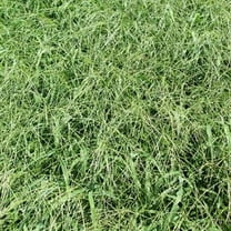 Red River Crabgrass Seed - 1 Lb.