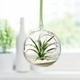 thumbnail image 4 of (4 pack) Mainstays 6" Artificial Air Plant Picks, Multiple Colors, 4 of 6