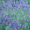 Burpee English Lavender Herb Seed, 1Pack