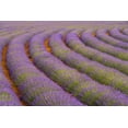 thumbnail image 2 of Zuckerman, Jim 24x17 Black Ornate Wood Framed with Double Matting Museum Art Print Titled - France, Provence region Curved rows of lavender, 2 of 4