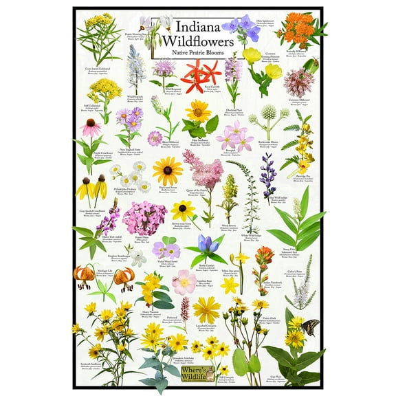 Indiana Wildflowers Poster - Native Prairie Blooms - Educational Science Chart of Indiana Flowers